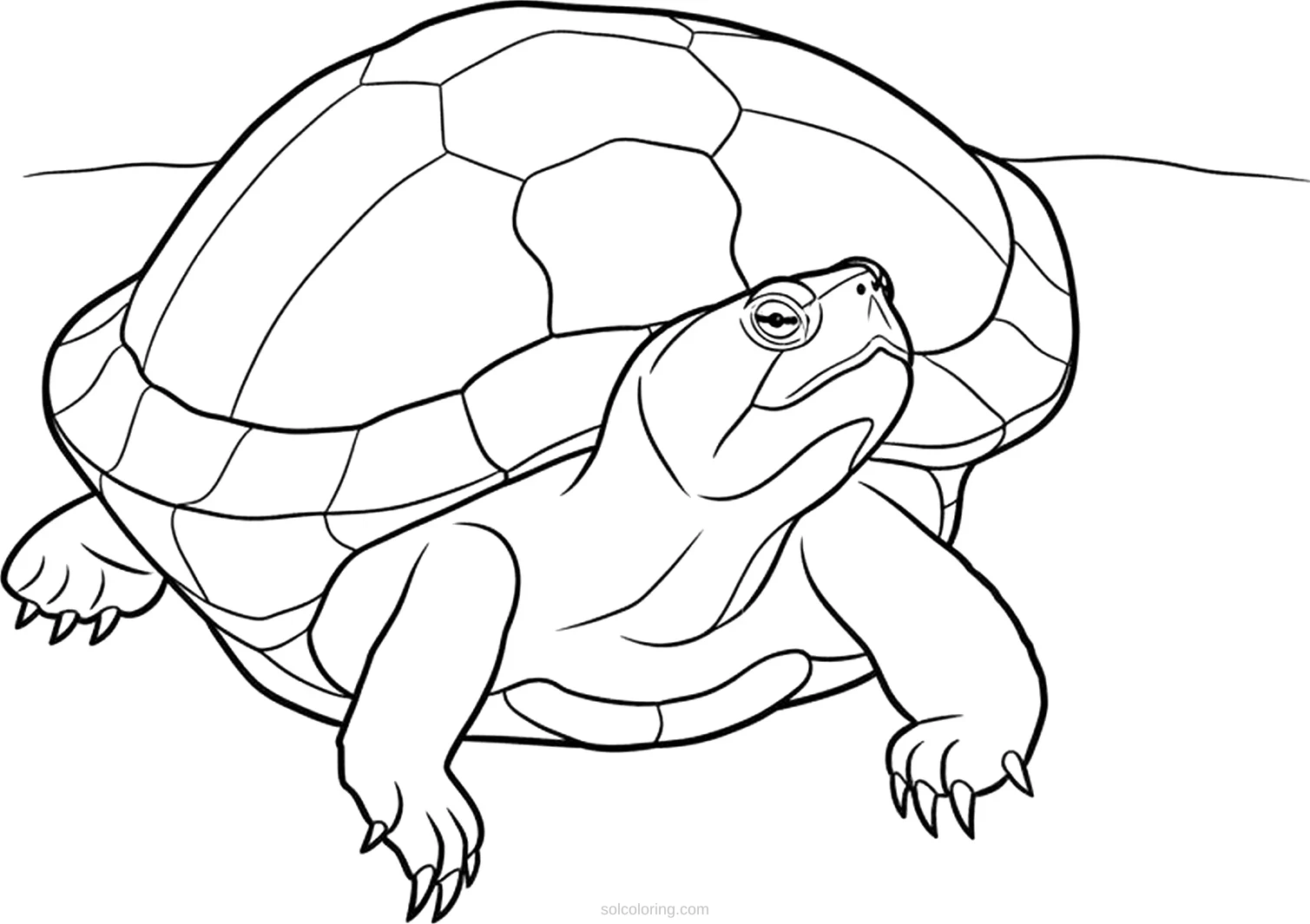 Turtle coloring page for kids