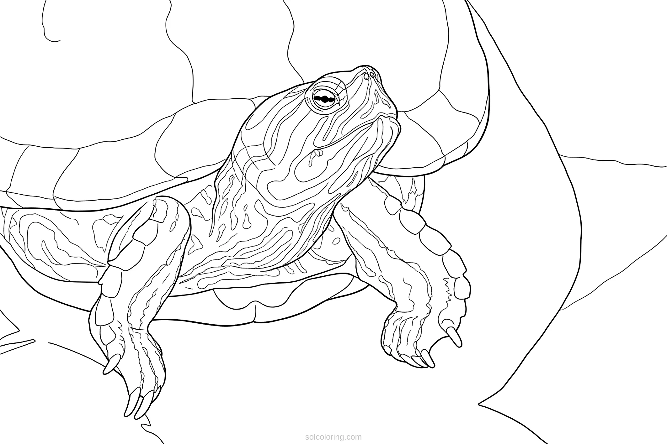 Turtle coloring page for kids