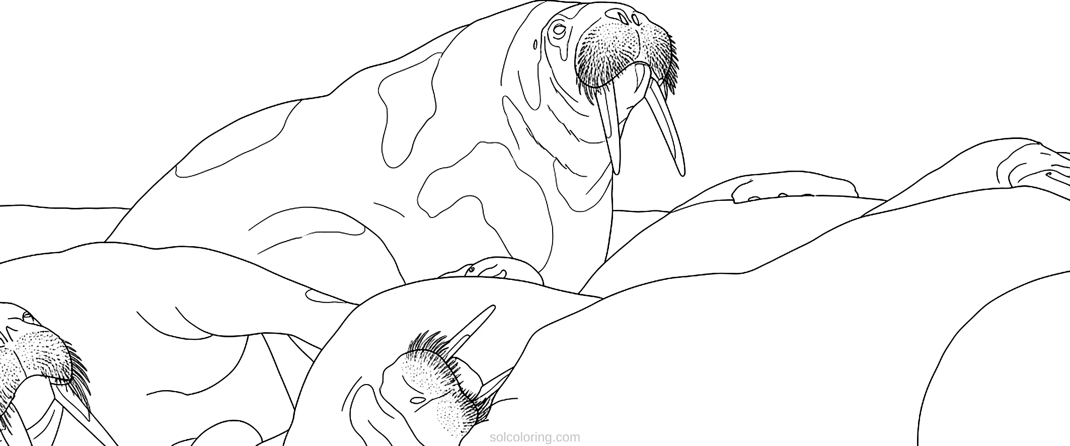 Walrus coloring page for kids
