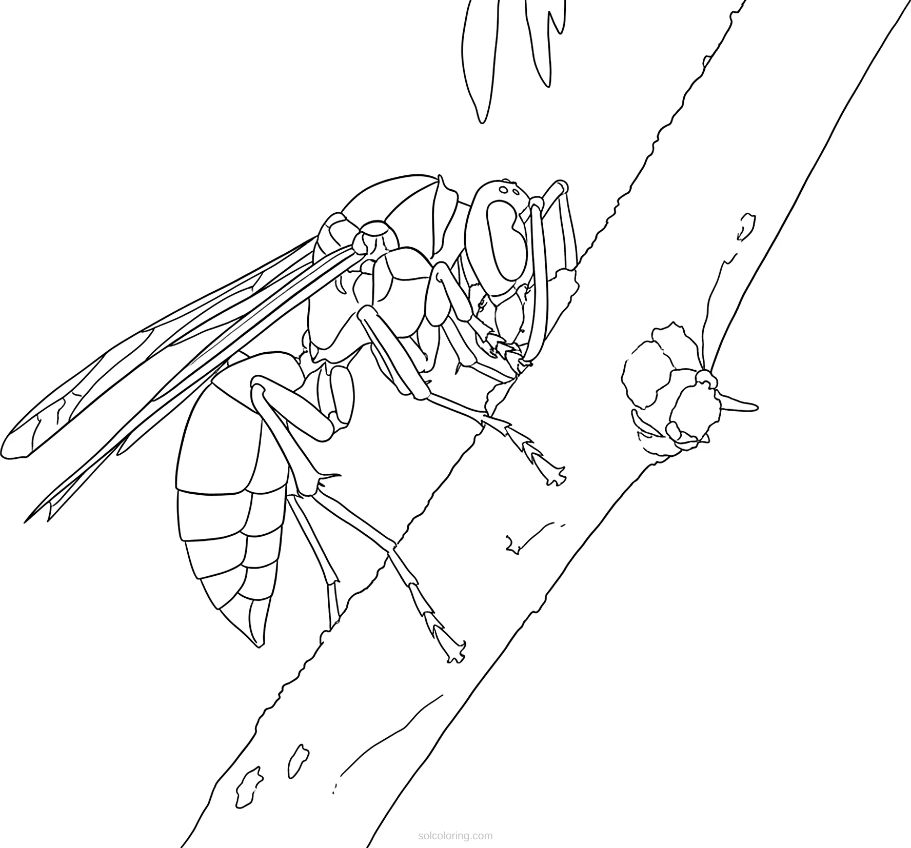 Wasp coloring page for kids