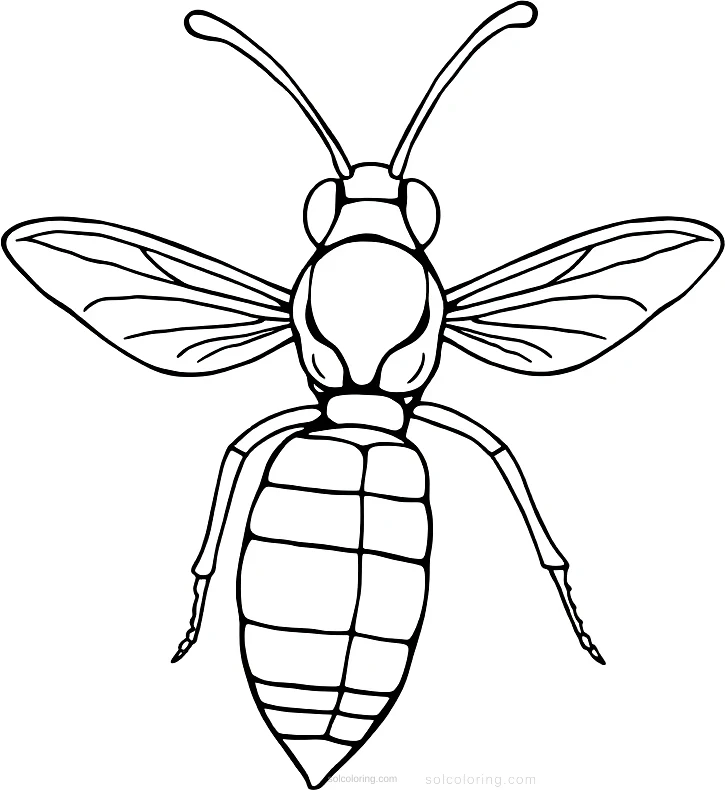Wasp coloring page for kids