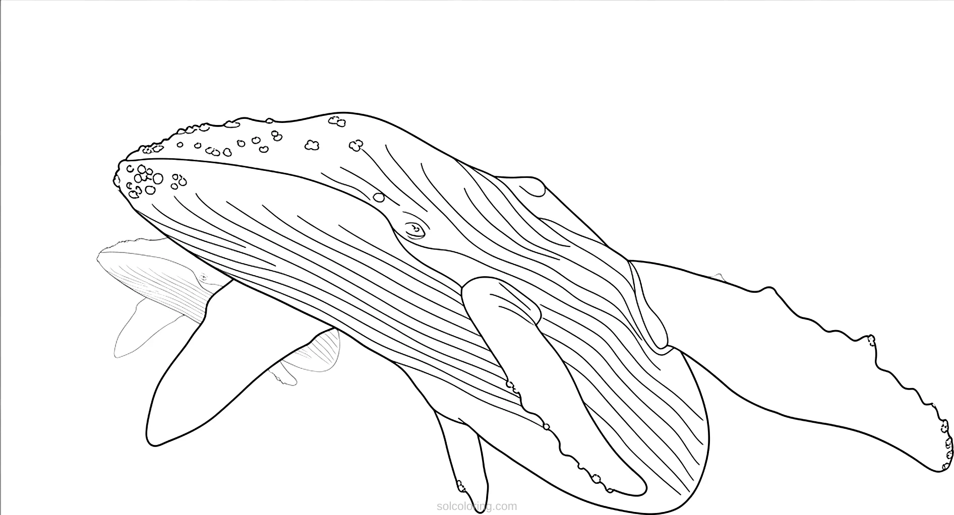 Whale coloring page for kids