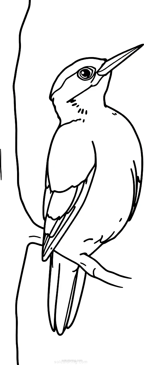 Woodpecker coloring page for kids