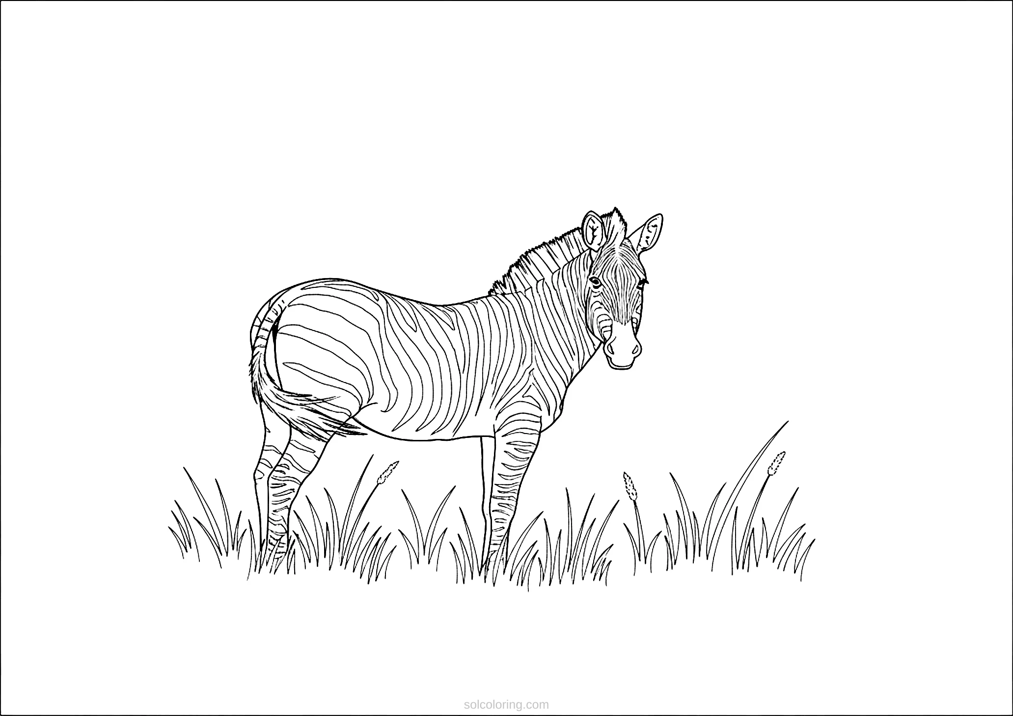 Zebra coloring page for kids